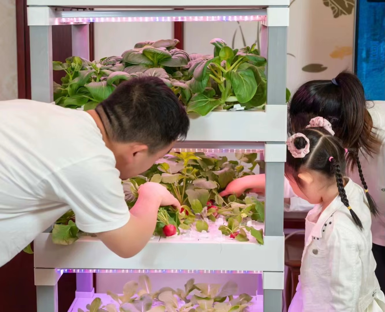 nt China Hydrokultur Grow Box  - Home Automation Systems Diy avaliação e preço