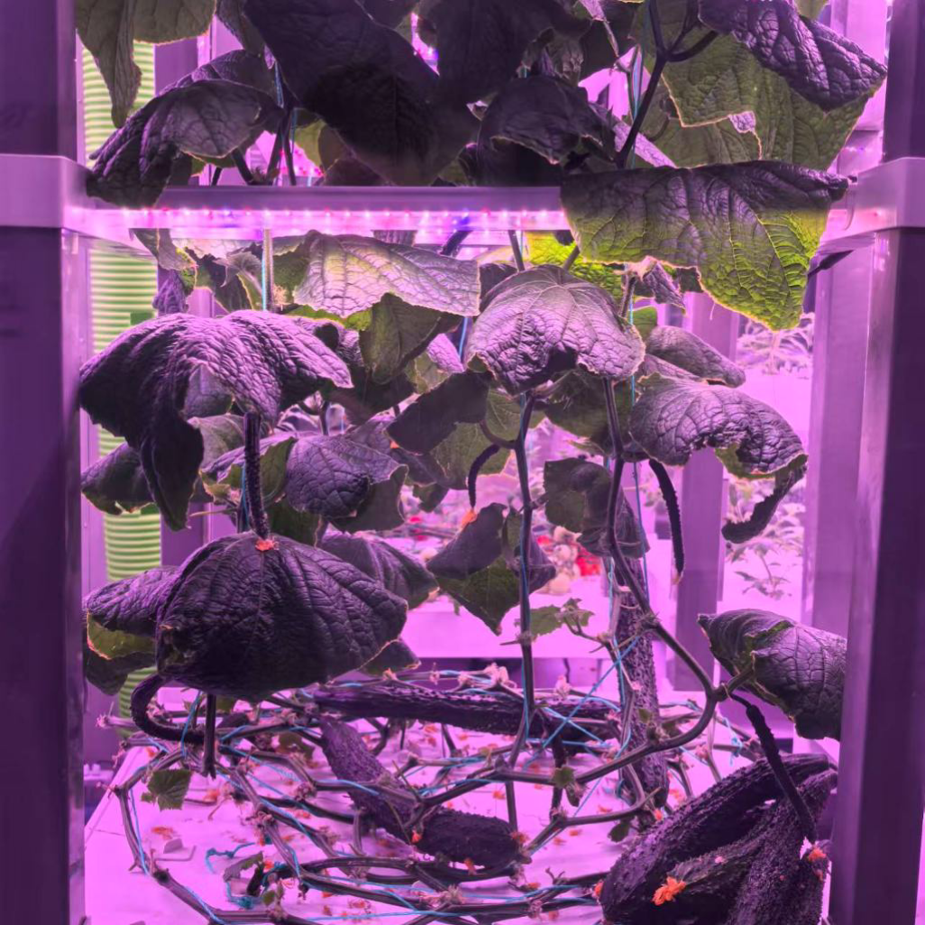 nt China Hydrokultur Grow Box  - Home Automation Systems Diy avaliação e preço